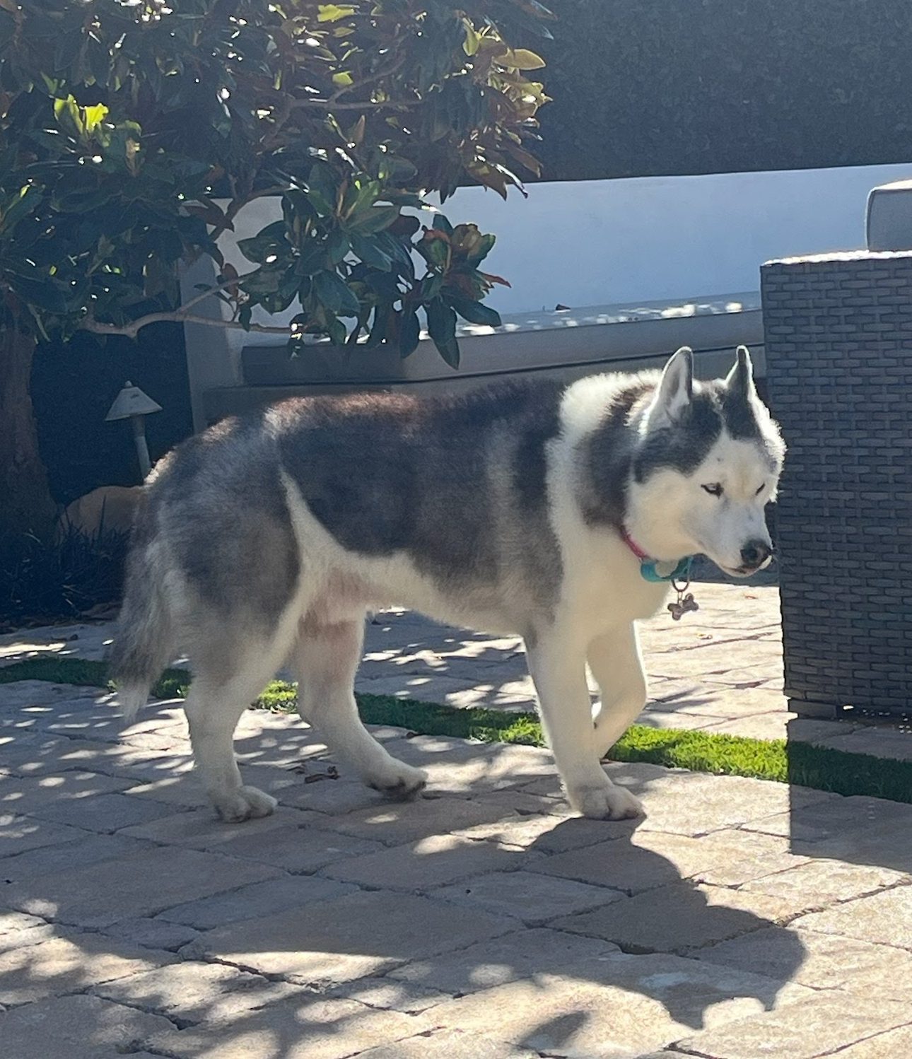 Bear walking in the yard