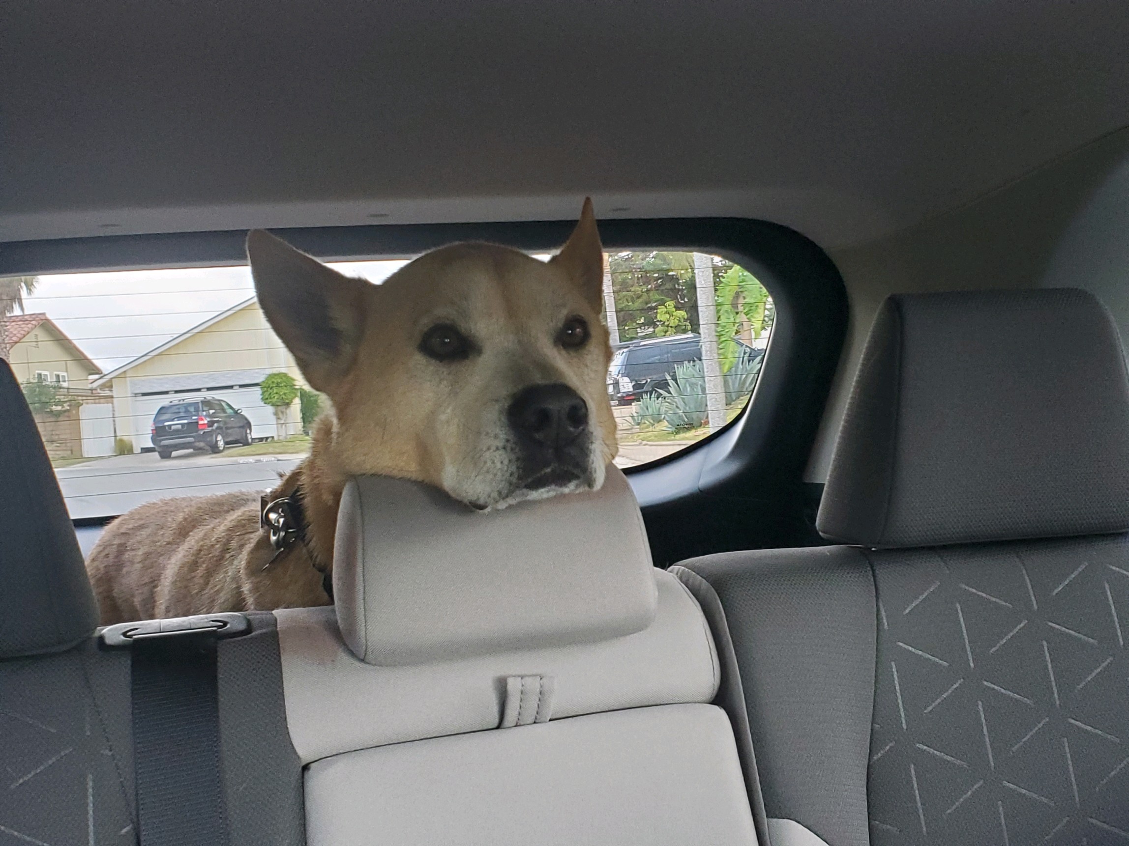 Eddy in the backseat of the car being cute