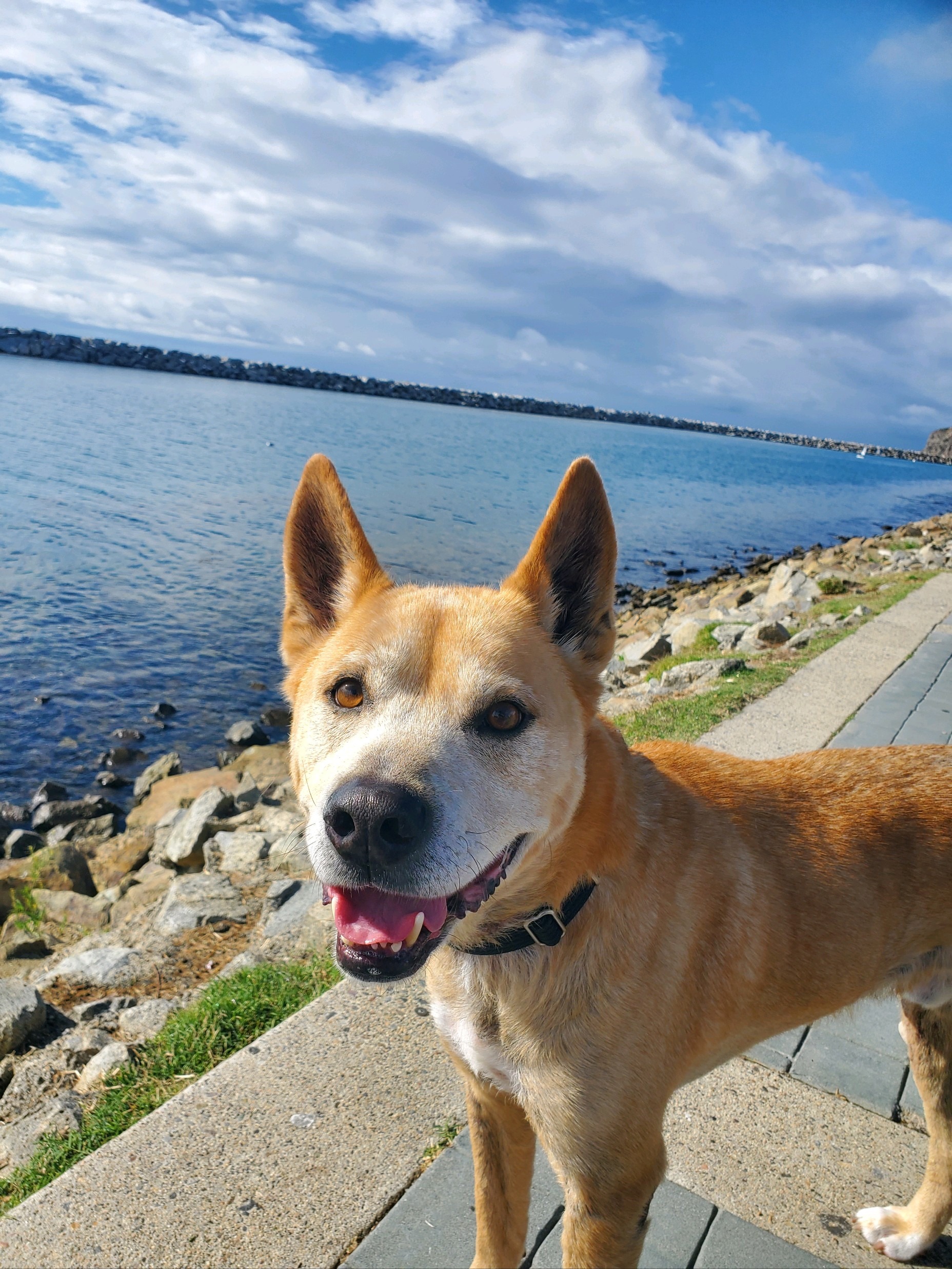 Eddy in front of a lake