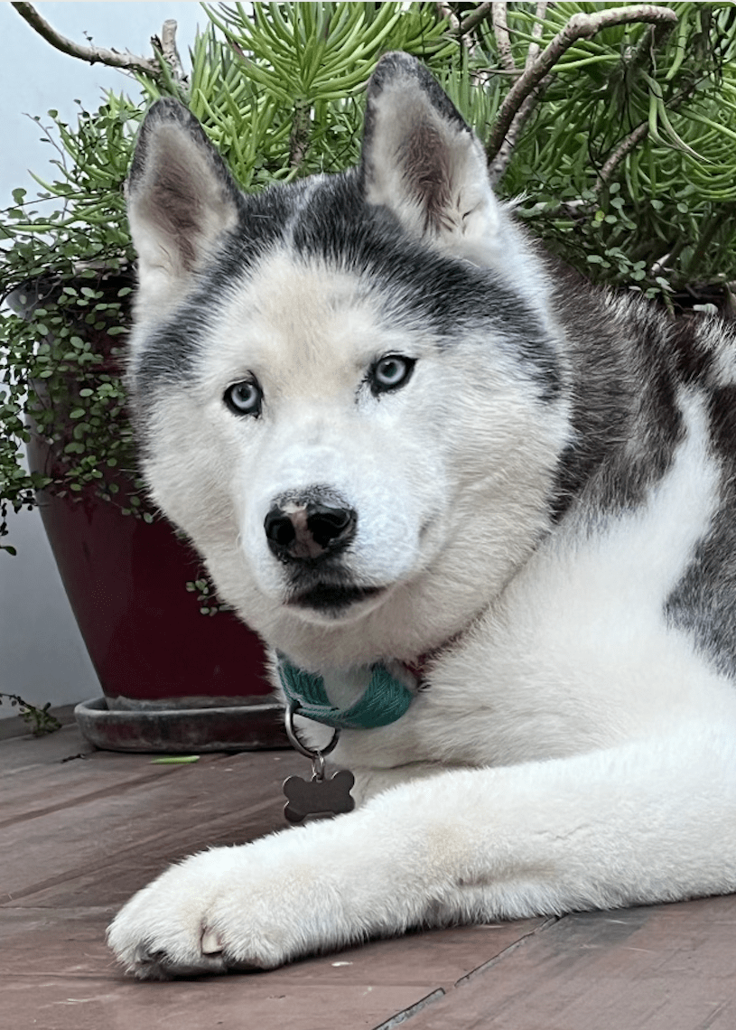 Bear, a Siberian Husky, sitting outside