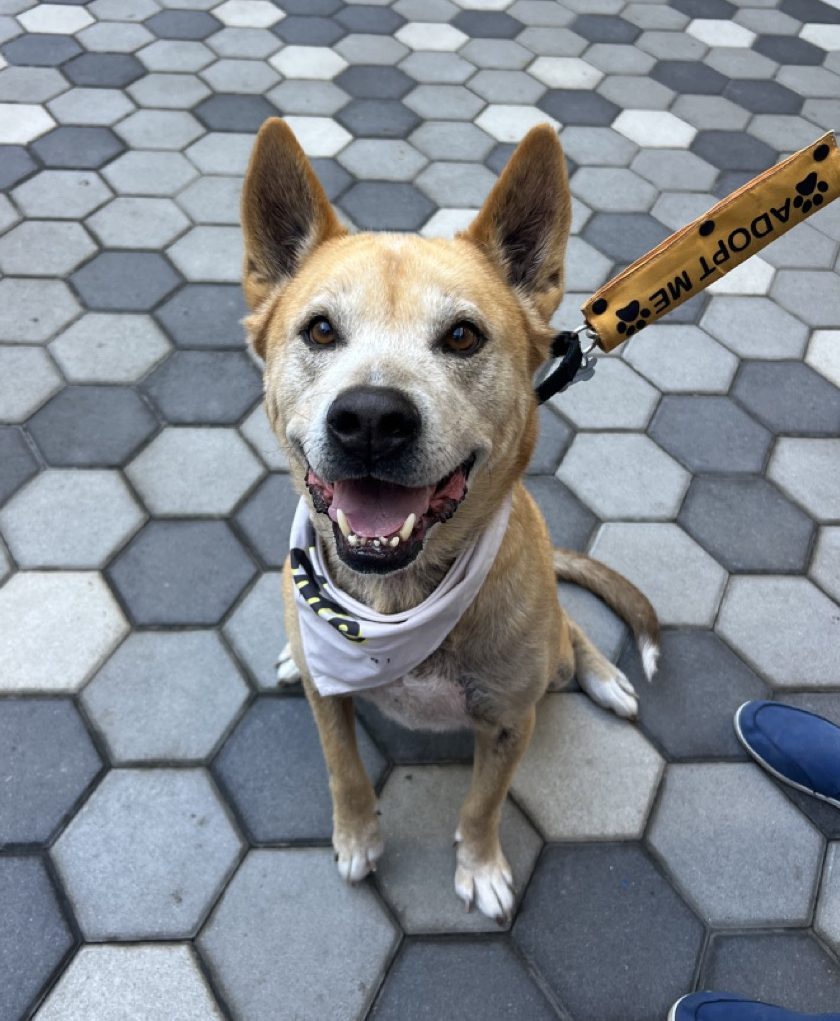 Eddy in a bandana