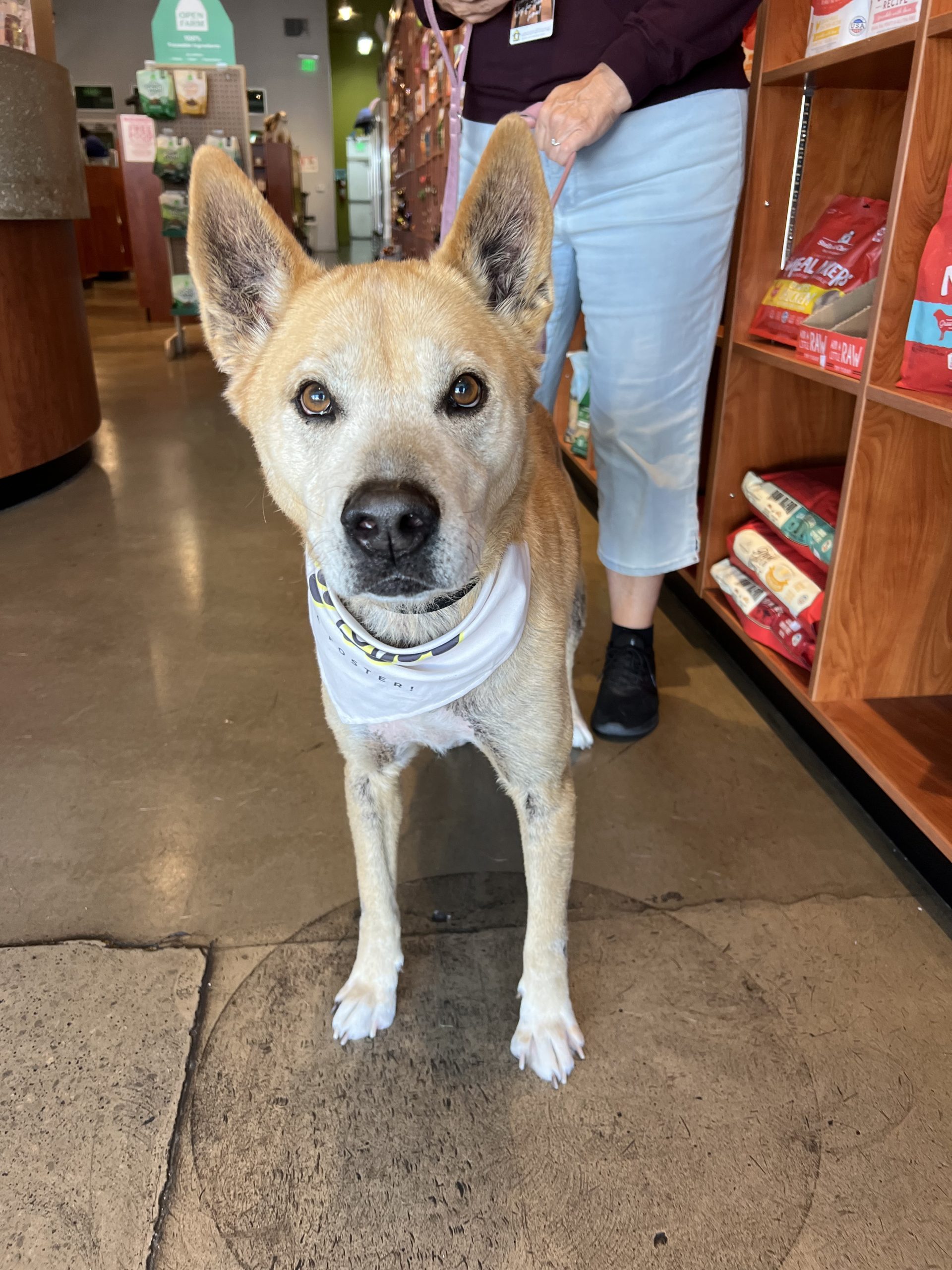 Eddy in a store looking at the camera