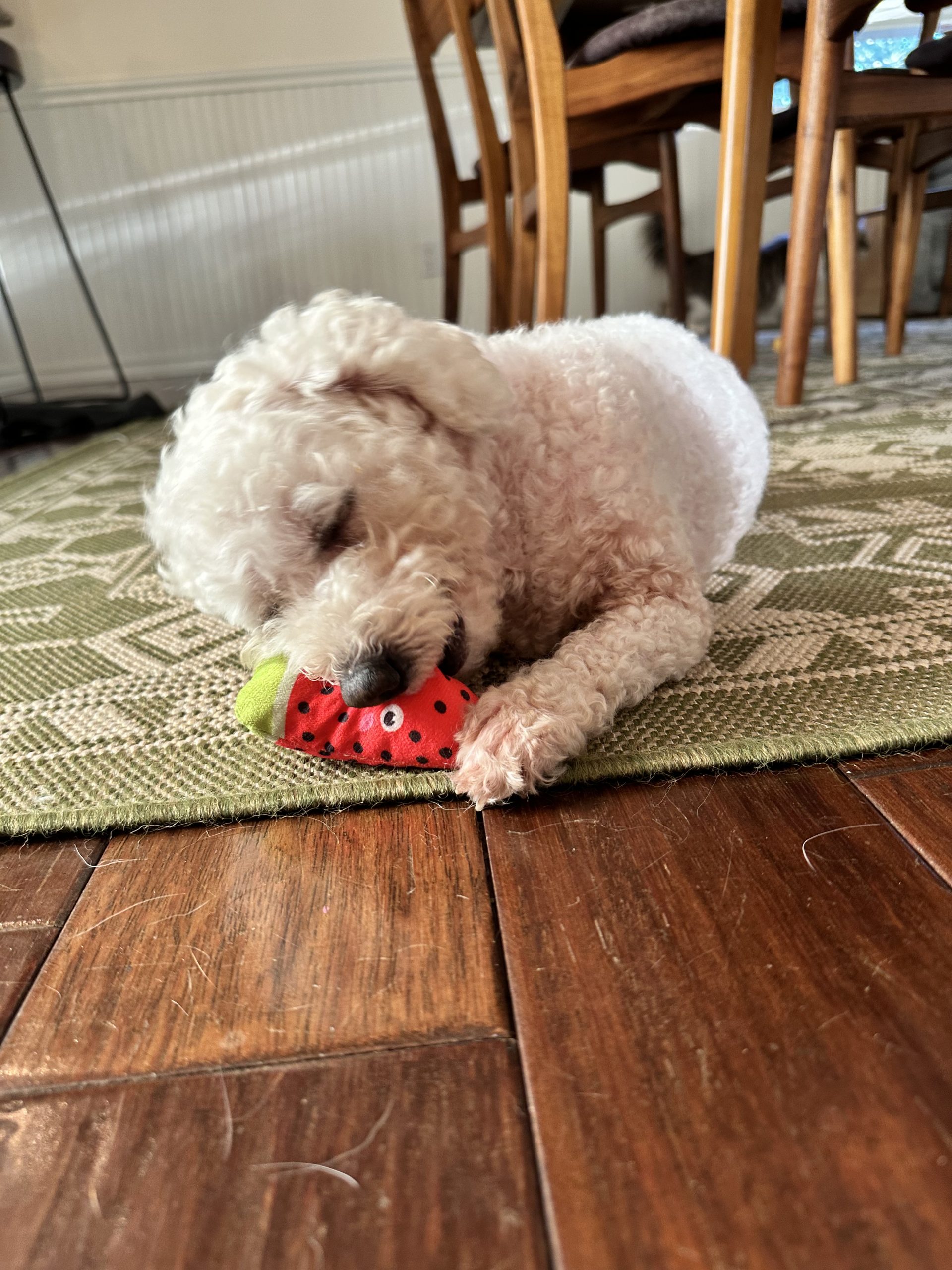 Chloe playing with a toy