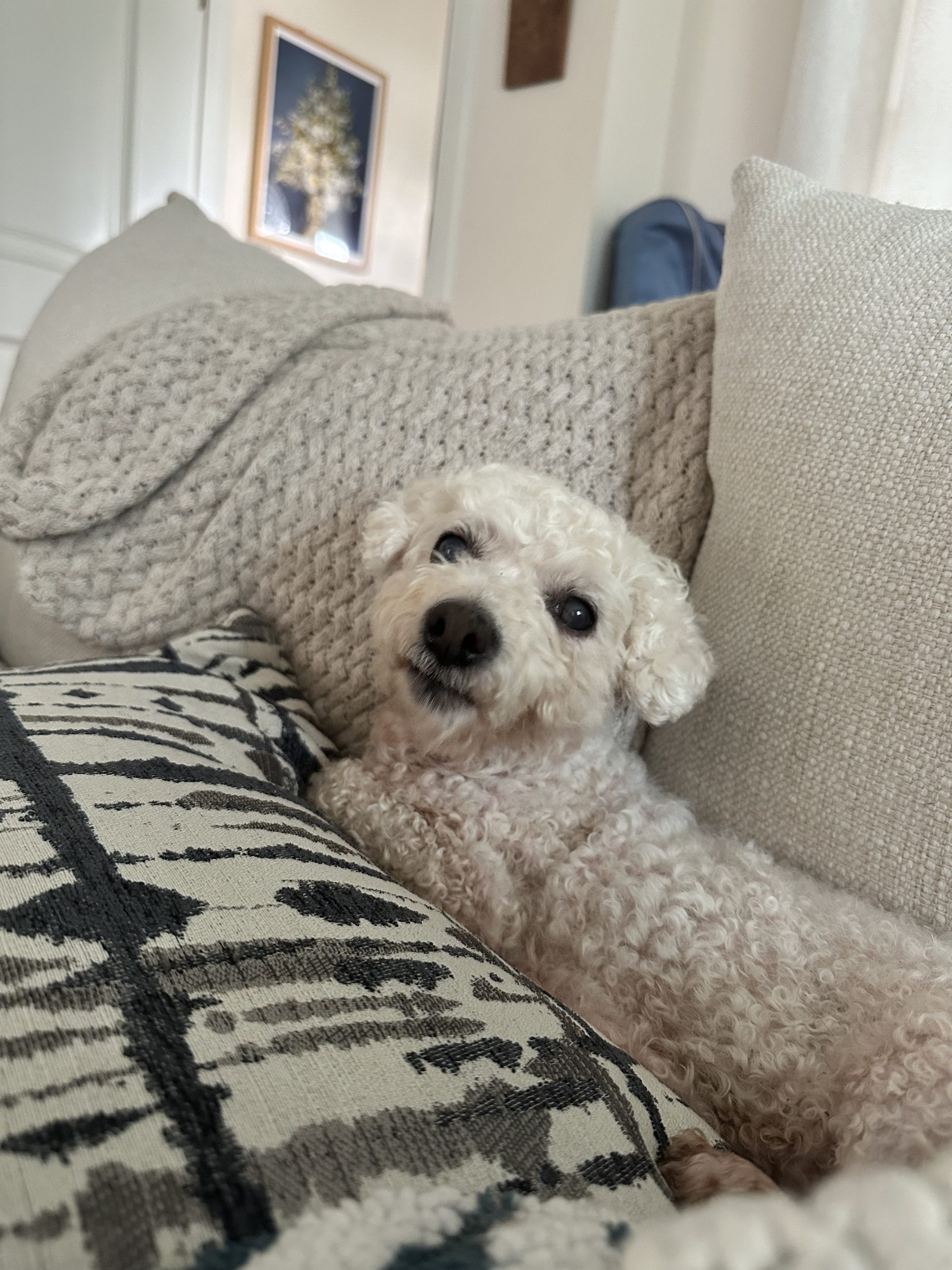 Chloe on the couch