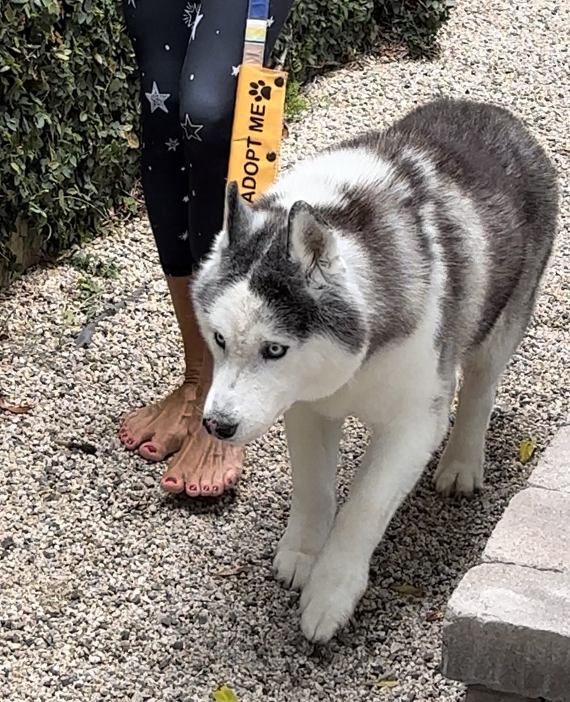 Bear on a walk