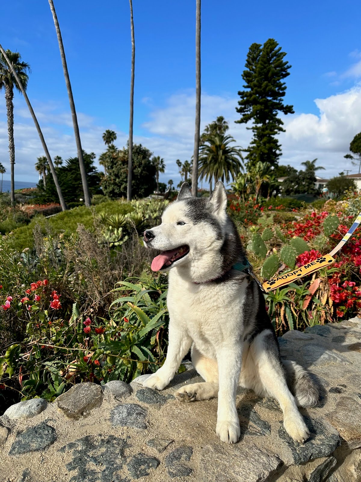 Bear at the park