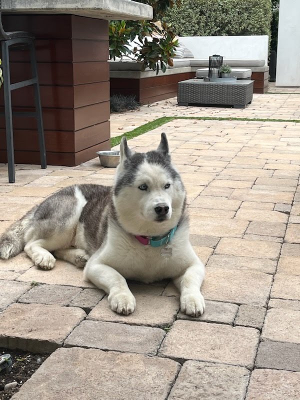 Bear lying on the patio