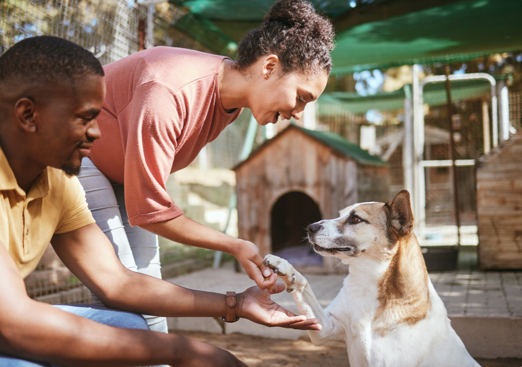 first-time adopter's playing with a dog