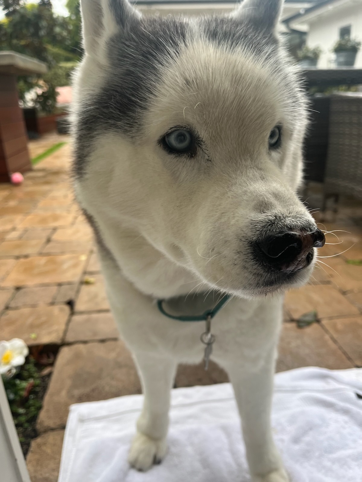 Close up of Bear's face