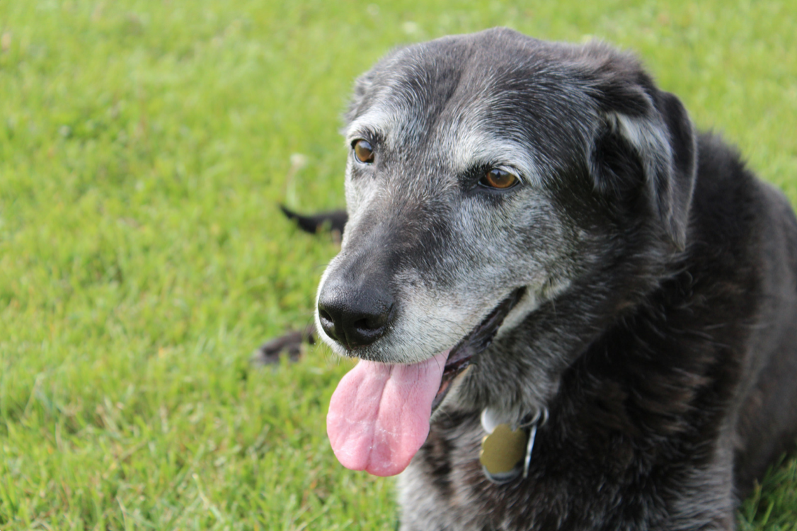 senior dog in park