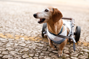 senior dog in wheelchair 