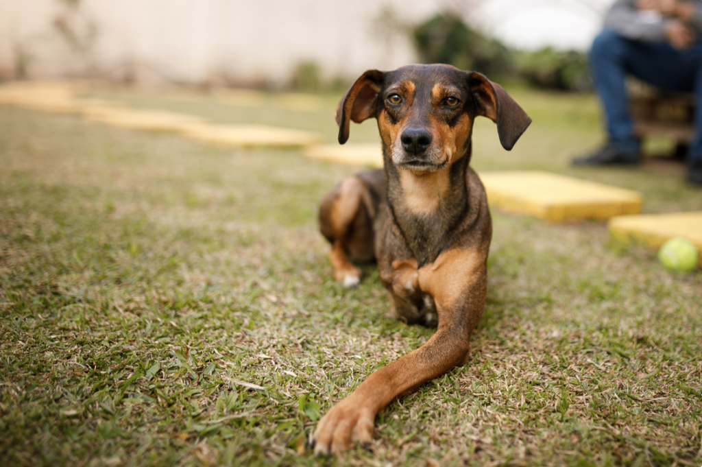 The Resilience of Three-Legged Dogs