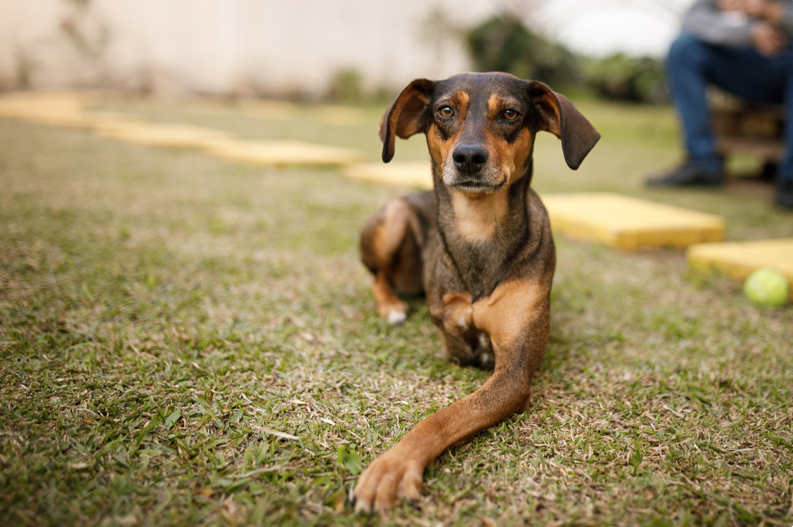 a three legged dog sitting in grass