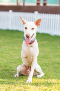 a three legged dog smiling with its tongue out