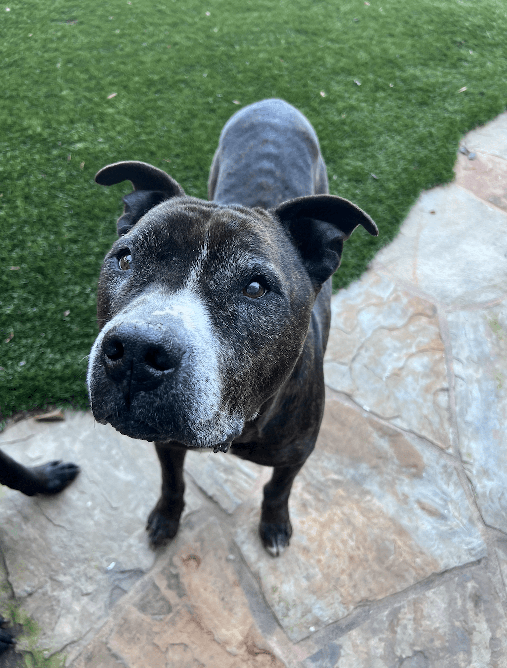 Baxter looking up at the camera