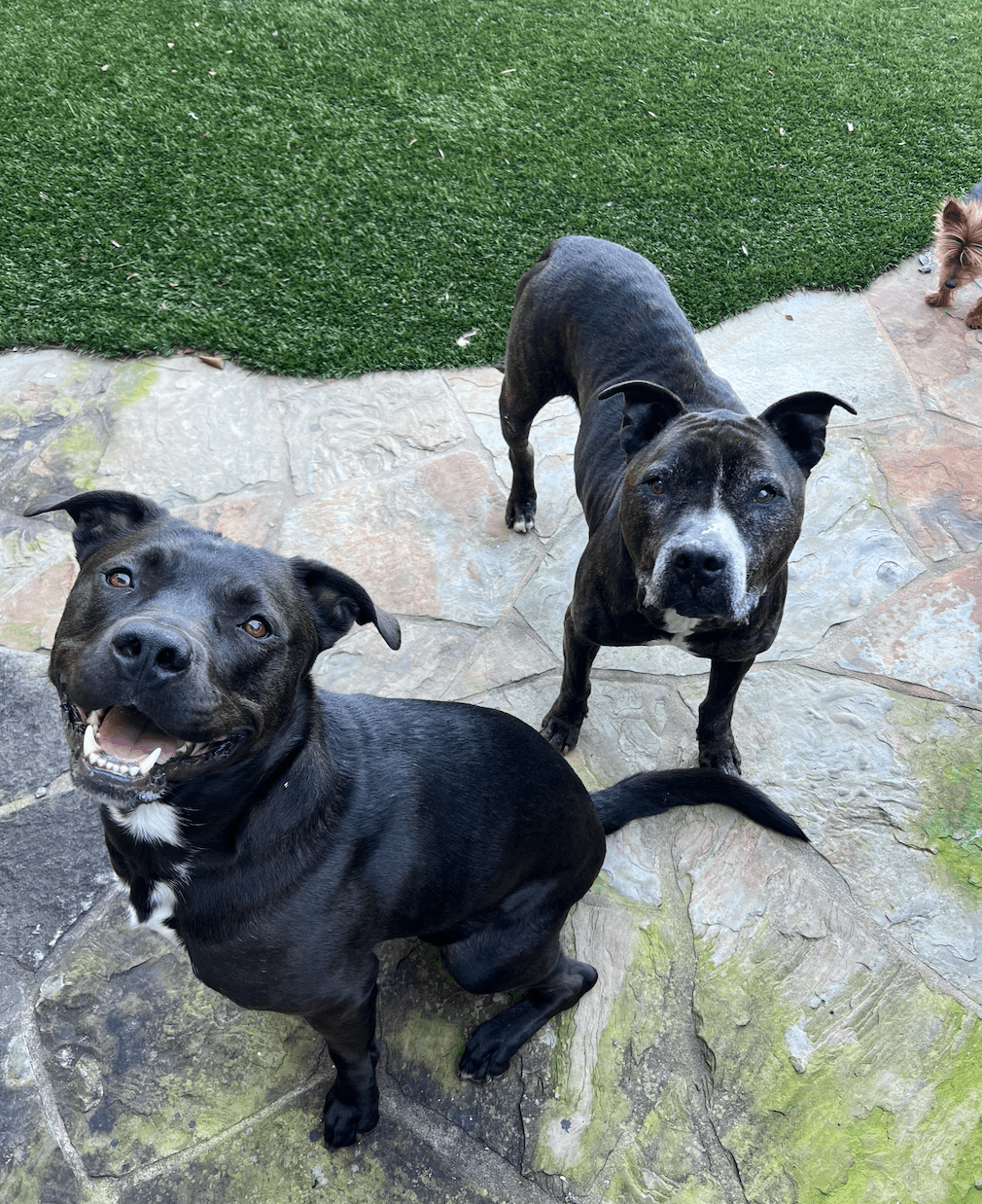 Baxter with his brother sitting outside