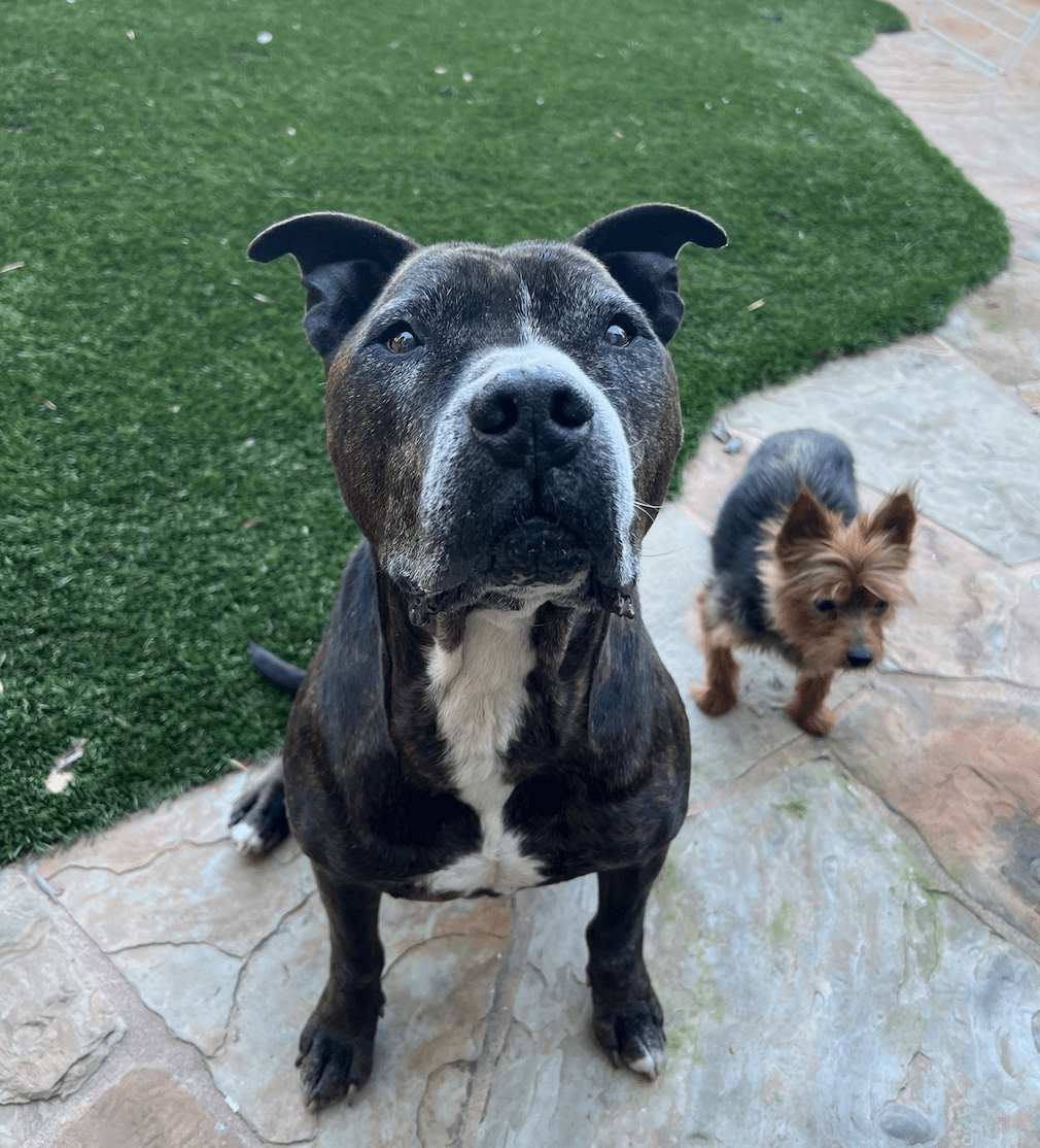 Baxter sitting with his brother on the grass