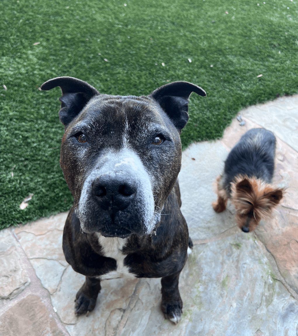 Baxter sitting with his brother in the backyard