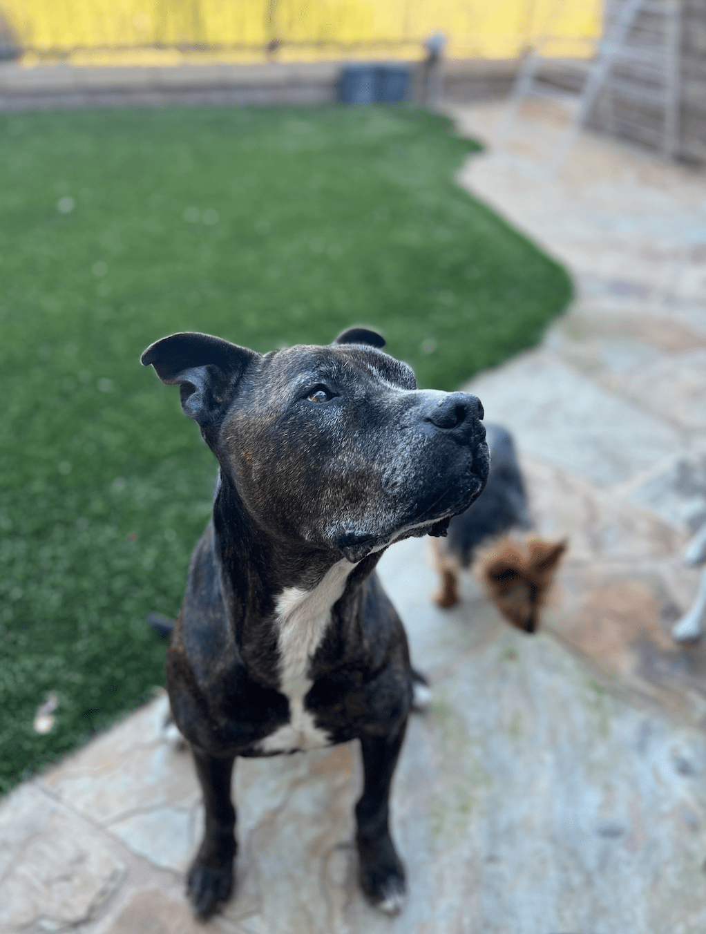 Baxter, a senior dog, sitting on the grass