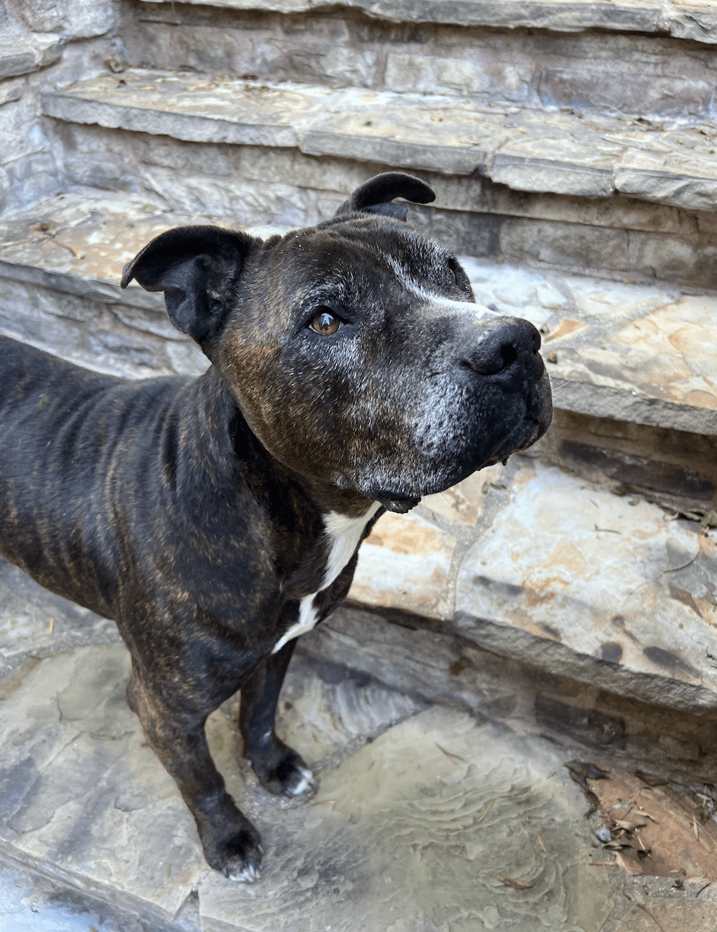 Baxter, a senior dog, looking at the camera