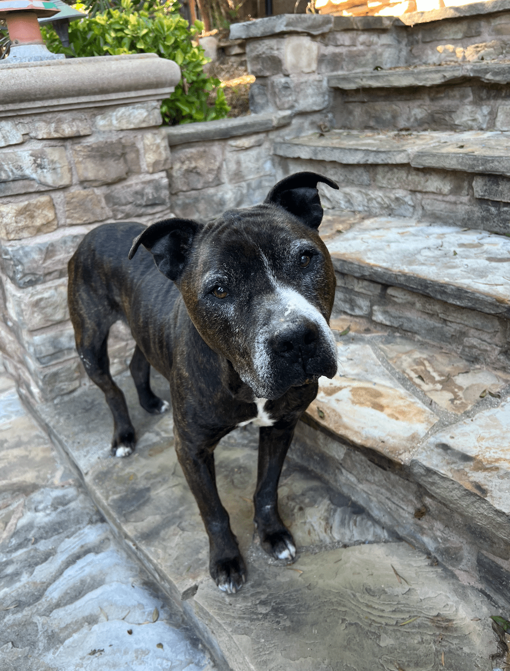 Baxter, a brindle boxer mix, looking at the camera