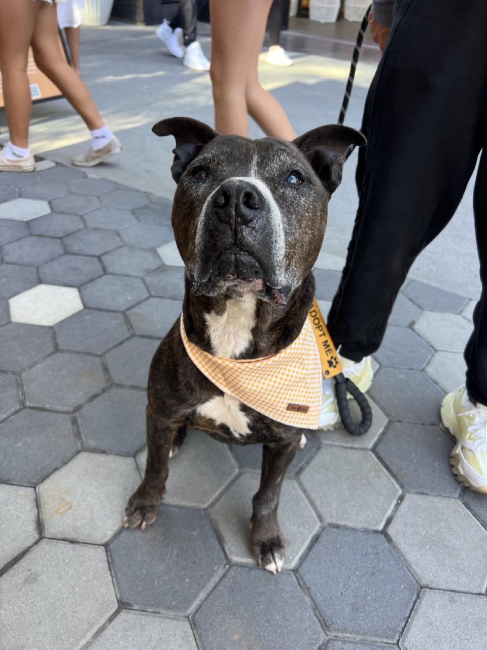 Baxter in a bandana