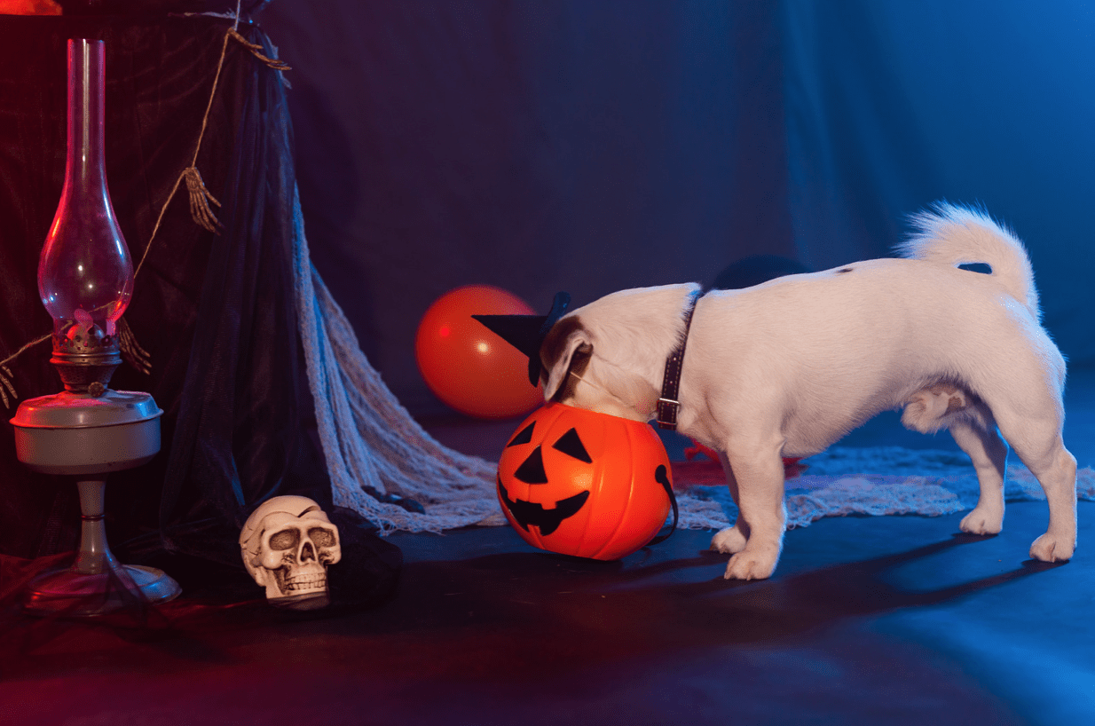 dog eating halloween treat