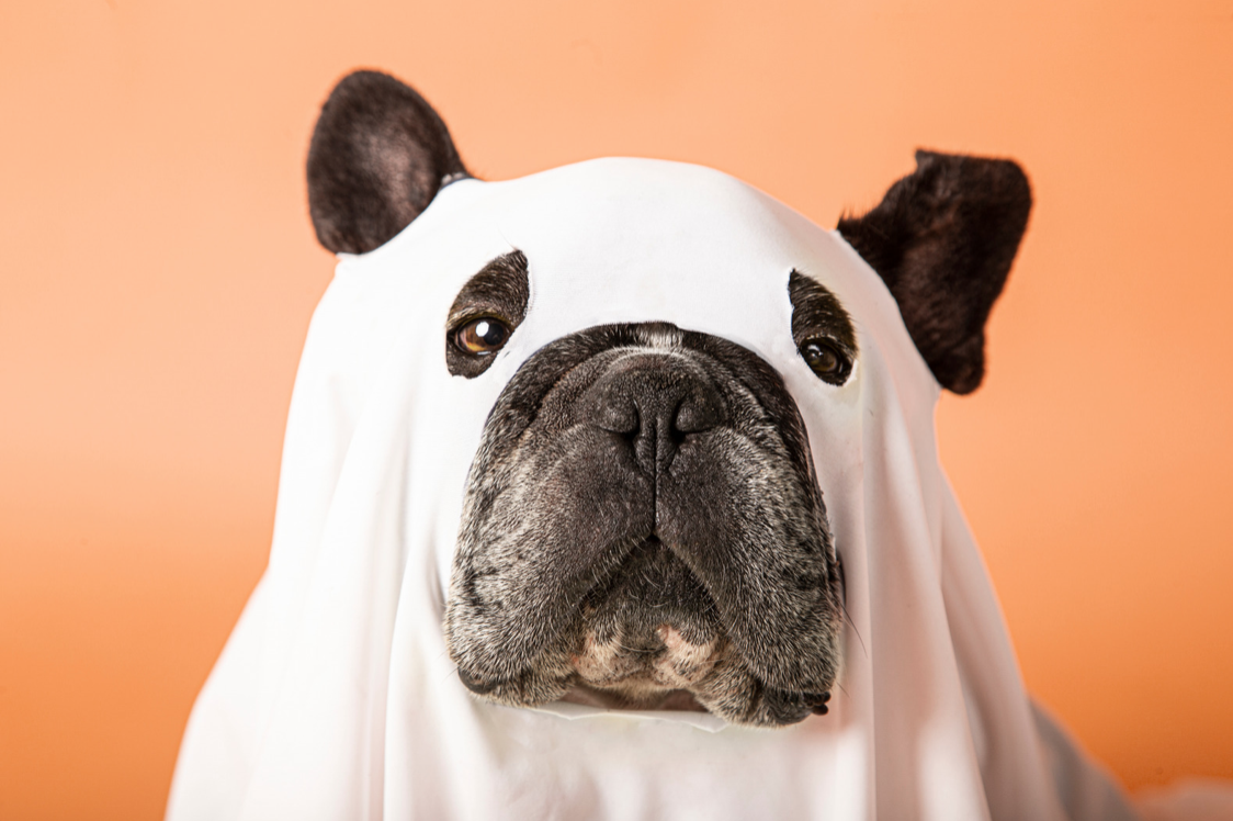 Halloween Costume Ideas for Dogs in Wheelchairs