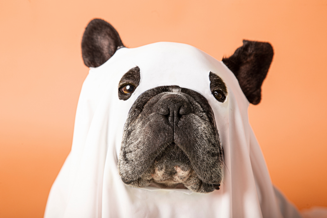 A dog in a ghost costume