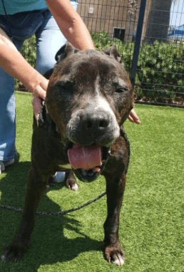 Baxter, a brindle boxer mix, on the grass smiling at the camera