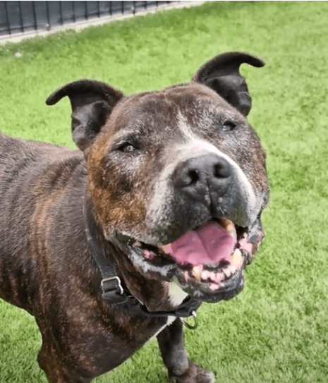 Baxter, a brindle boxer mix, on the grass smiling at the camera