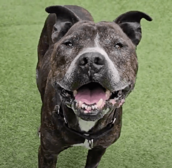 Baxter, a brindle boxer mix, on the grass smiling at the camera