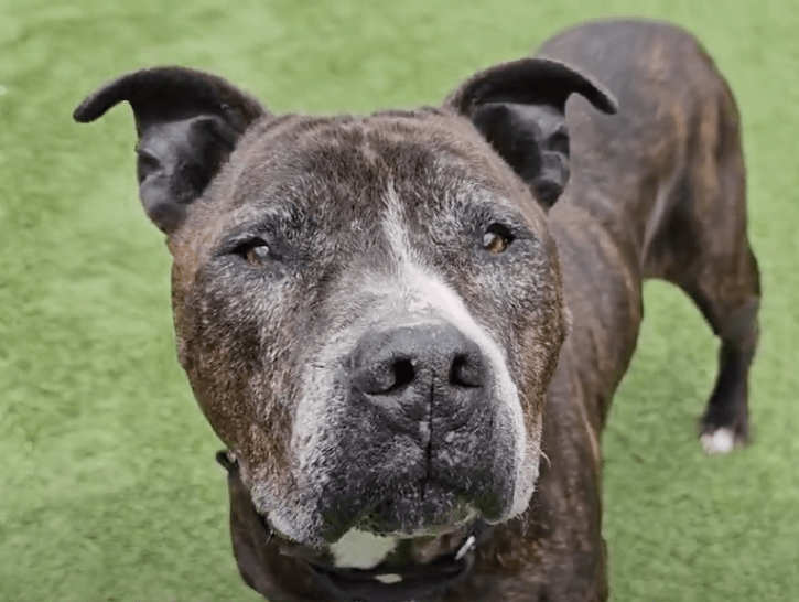 Baxter, a brindle boxer mix, on the grass smiling at the camera