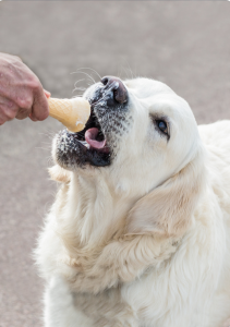 dog eating dog safe ice cream