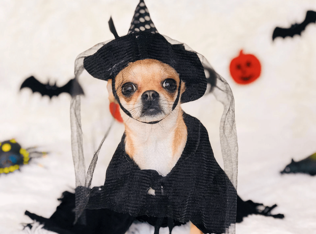 Safety Tips for Dogs On Halloween