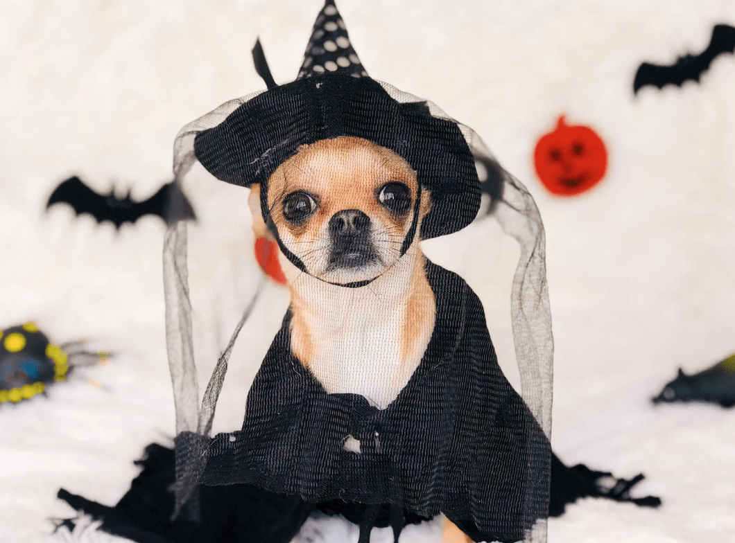 dog in Halloween costume