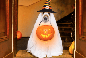 dog in ghost costume