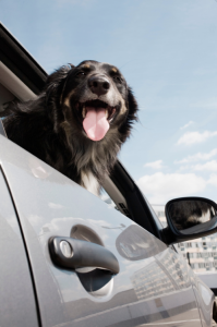 senior dog in the car