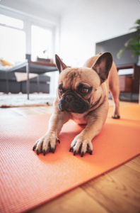 dog doing yoga