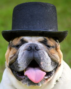 dog with a hat