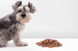 a dog with a pile of kibble 