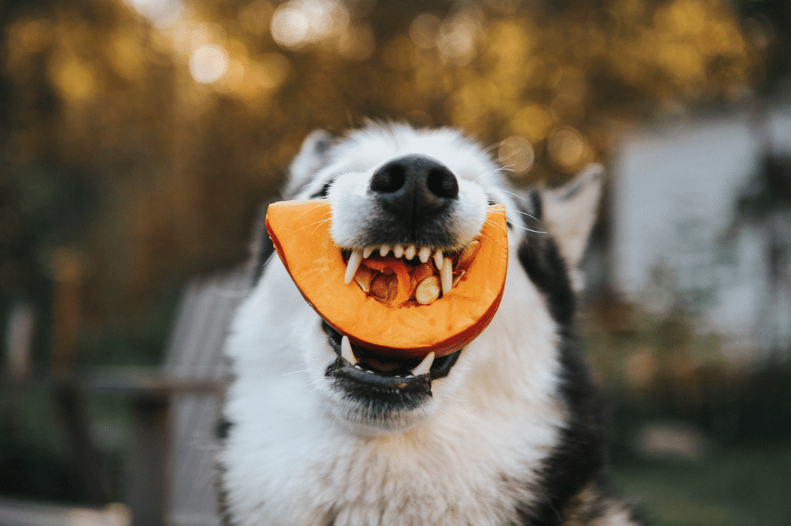 Dog eating pumpkin