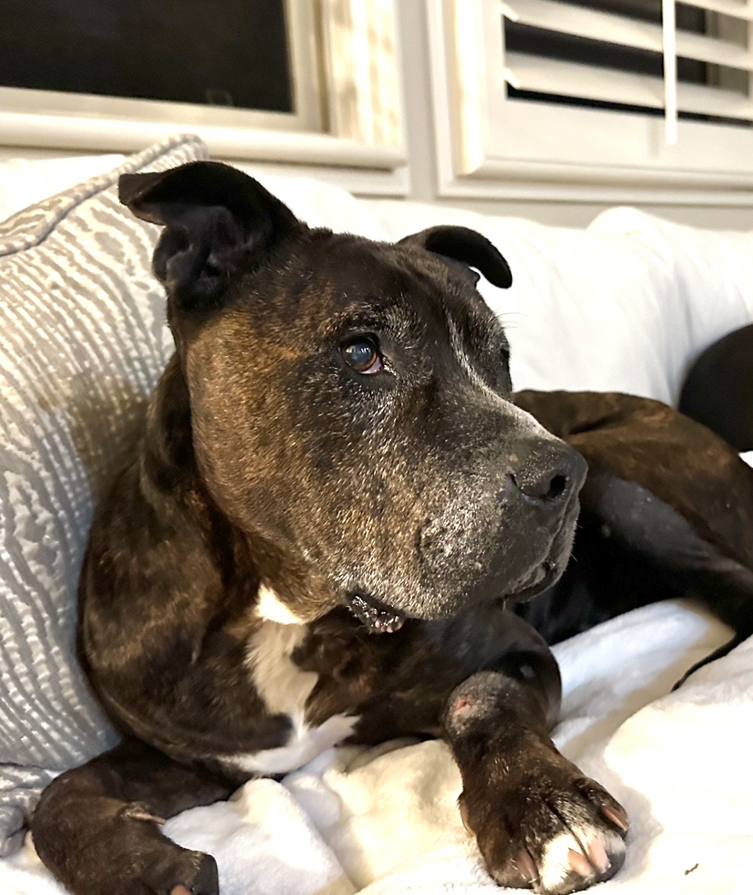 Baxter lying on the couch