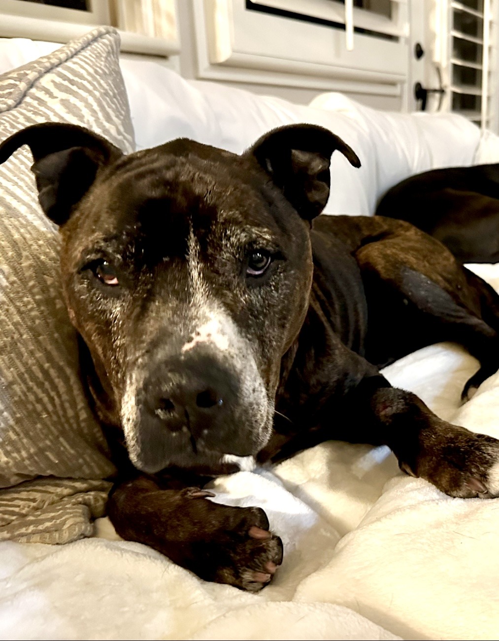 Baxter lying on the couch