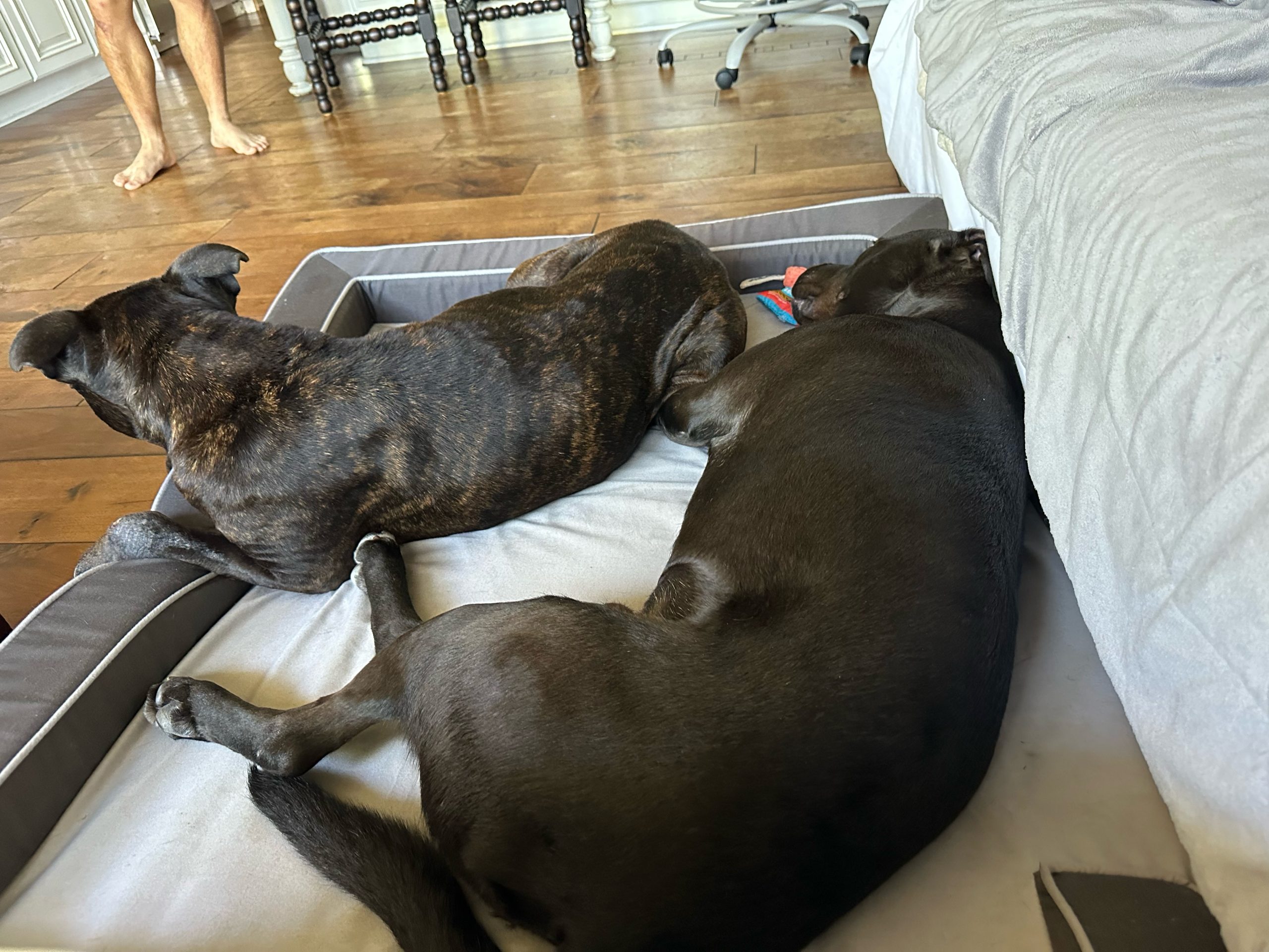 Baxter sleeping next to his foster brother, a black pitfall terrier