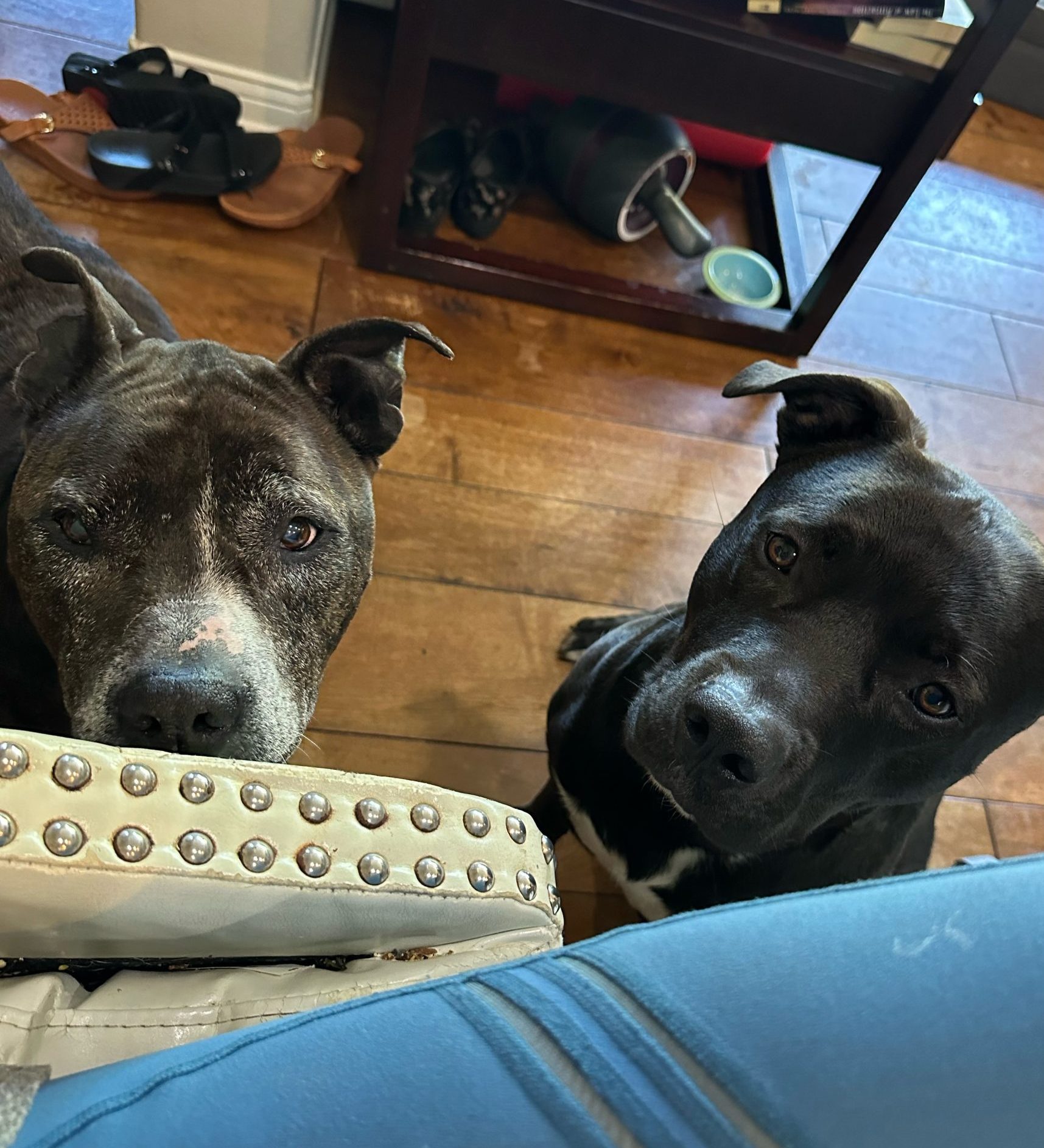 Baxter sitting with his foster brother dog