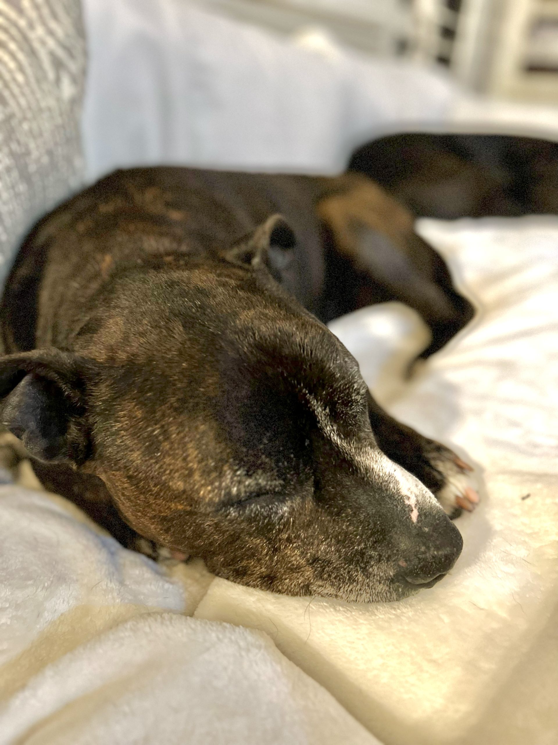 Baxter sleeping on the couch