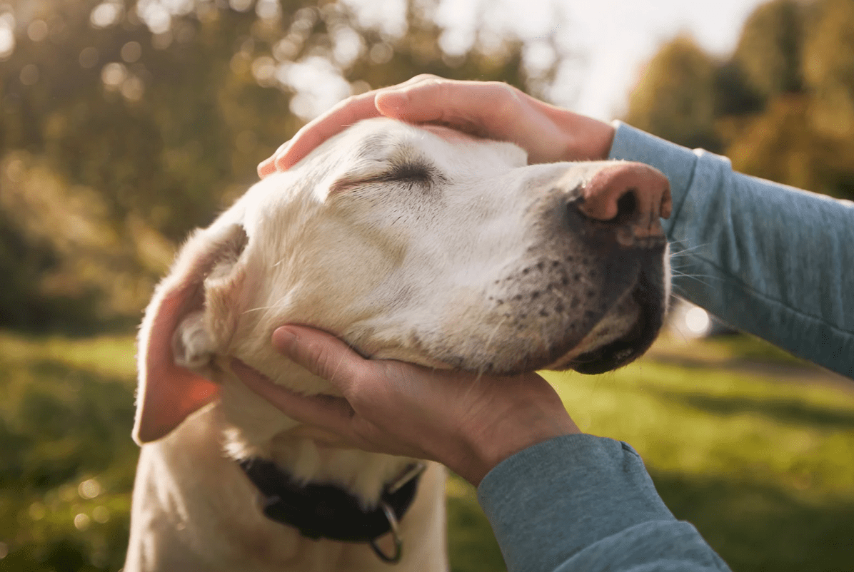 man petting a senior dog