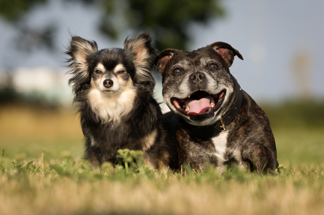 an old dog and a young dog sitting together