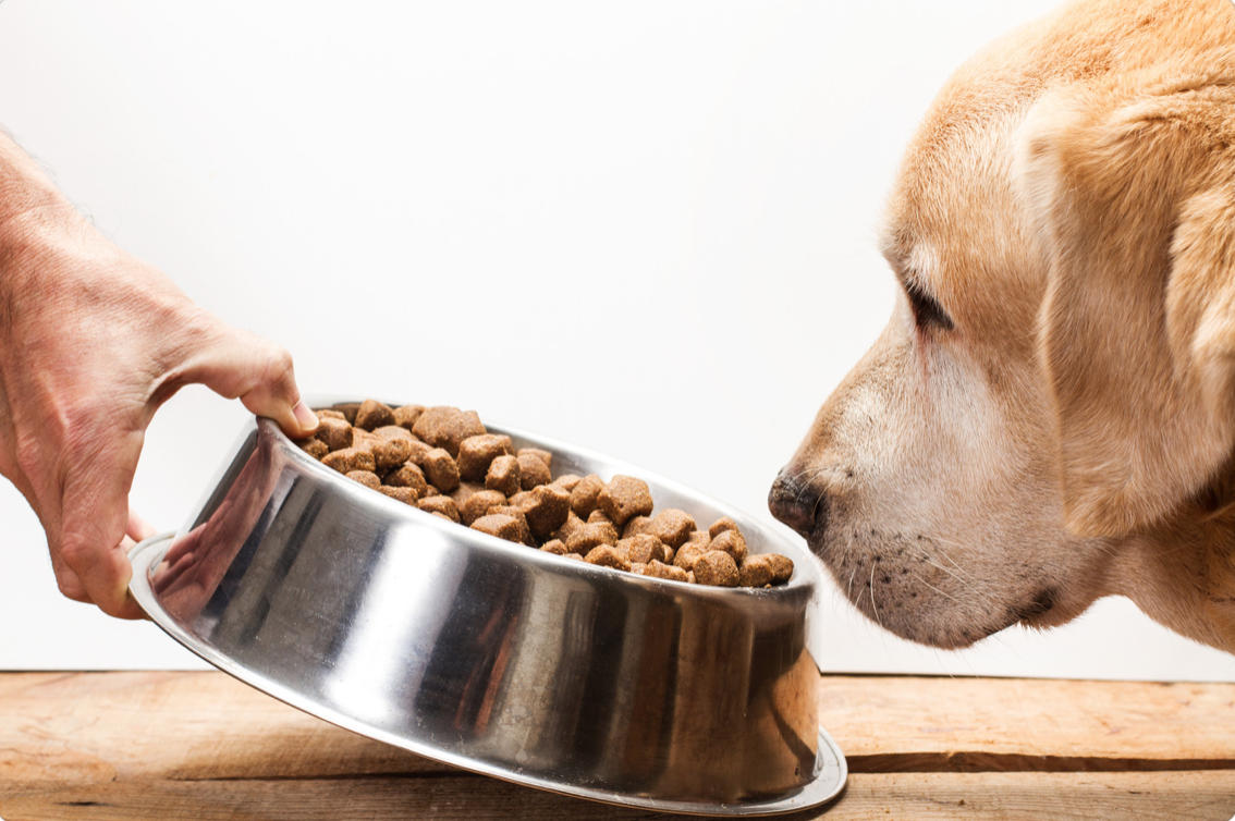 a dog eating a bowl of kibble